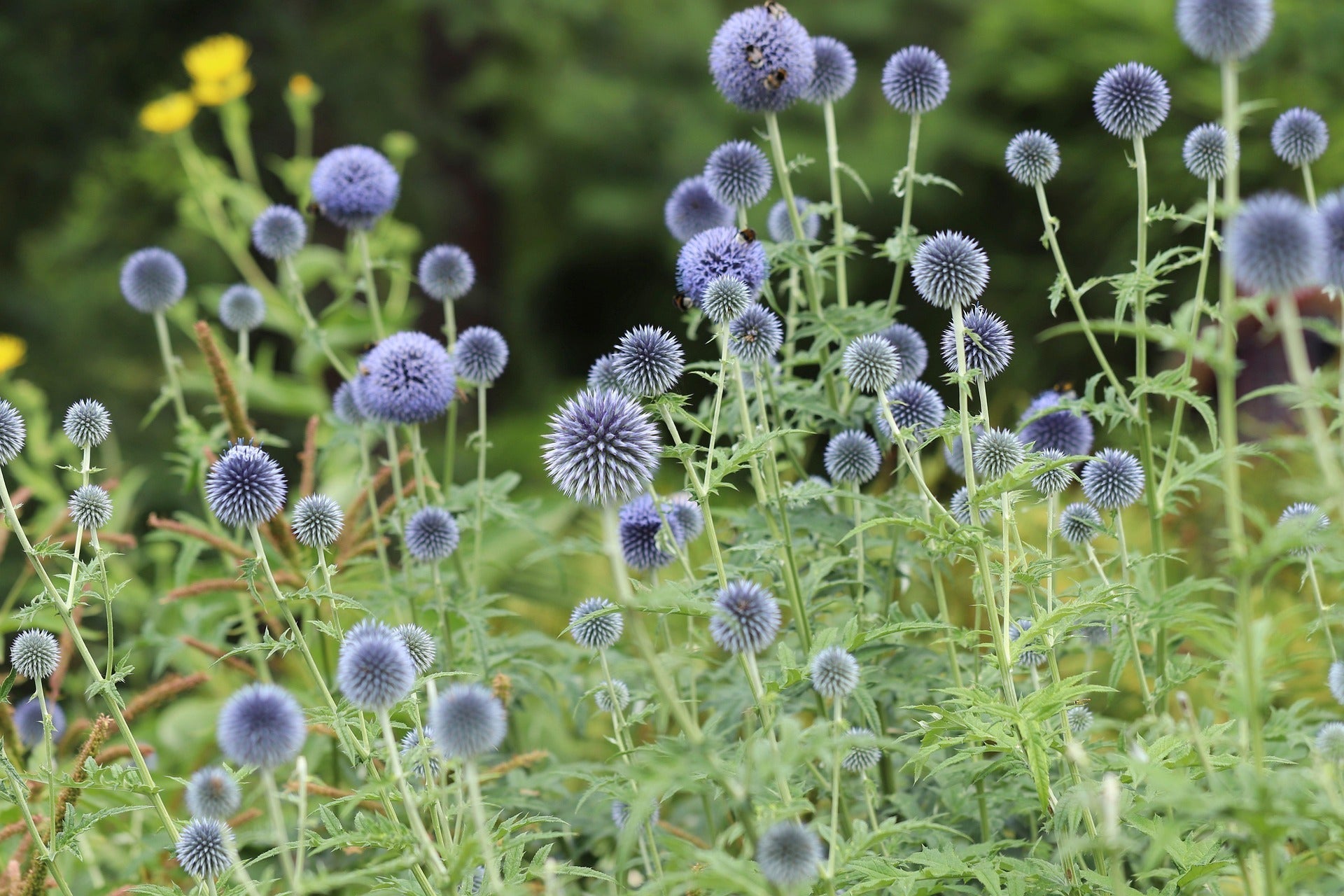 Globe Thistle