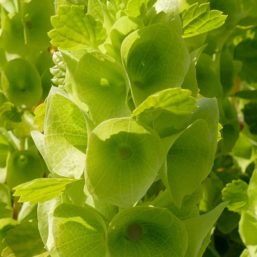 close up picture of green bells of Ireland