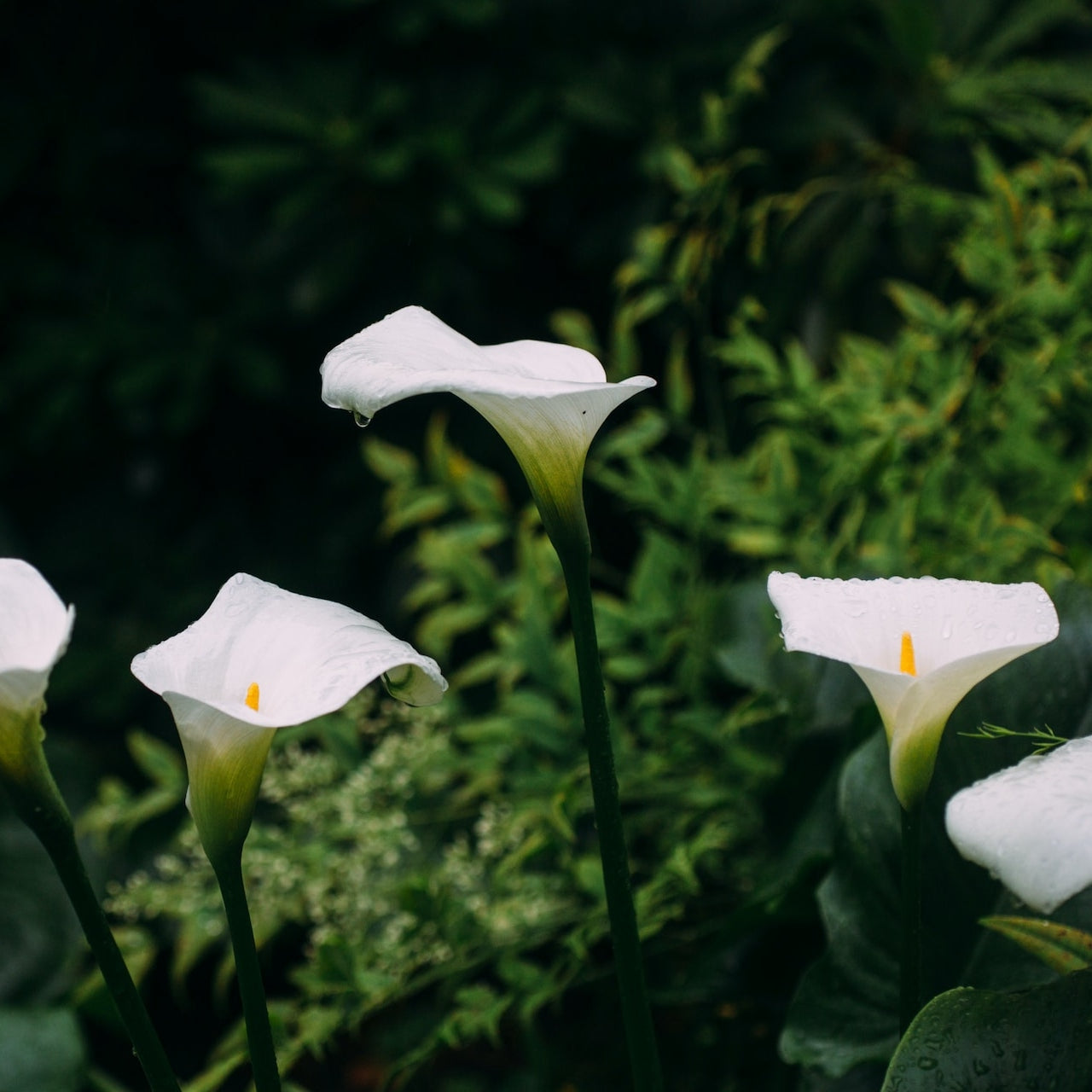 White Calla Lilies with green foliage