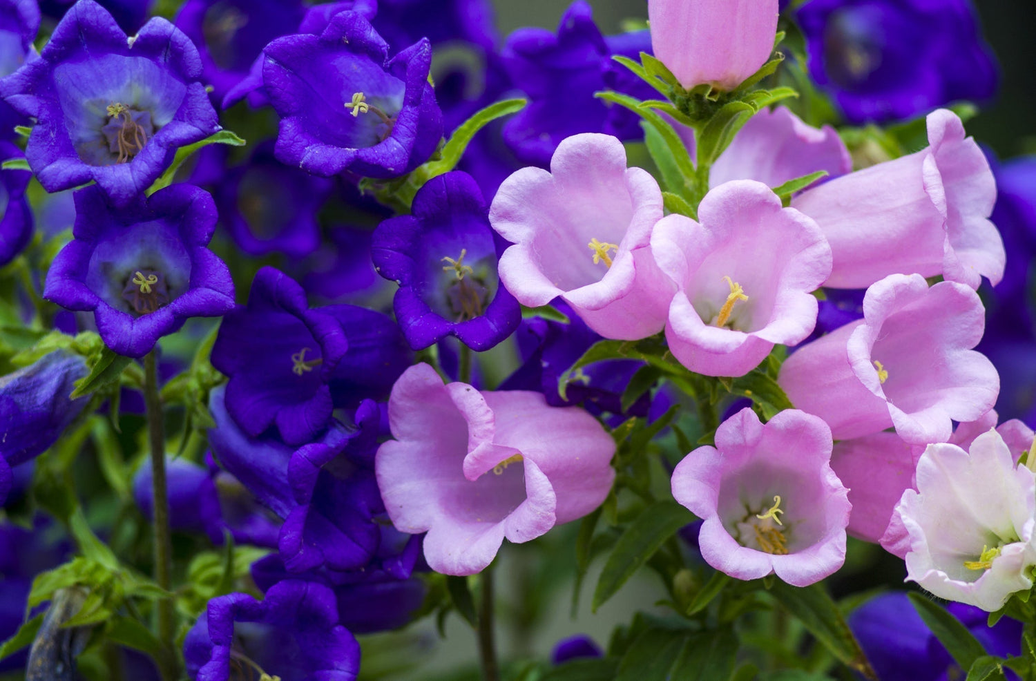 Canterbury Bells
