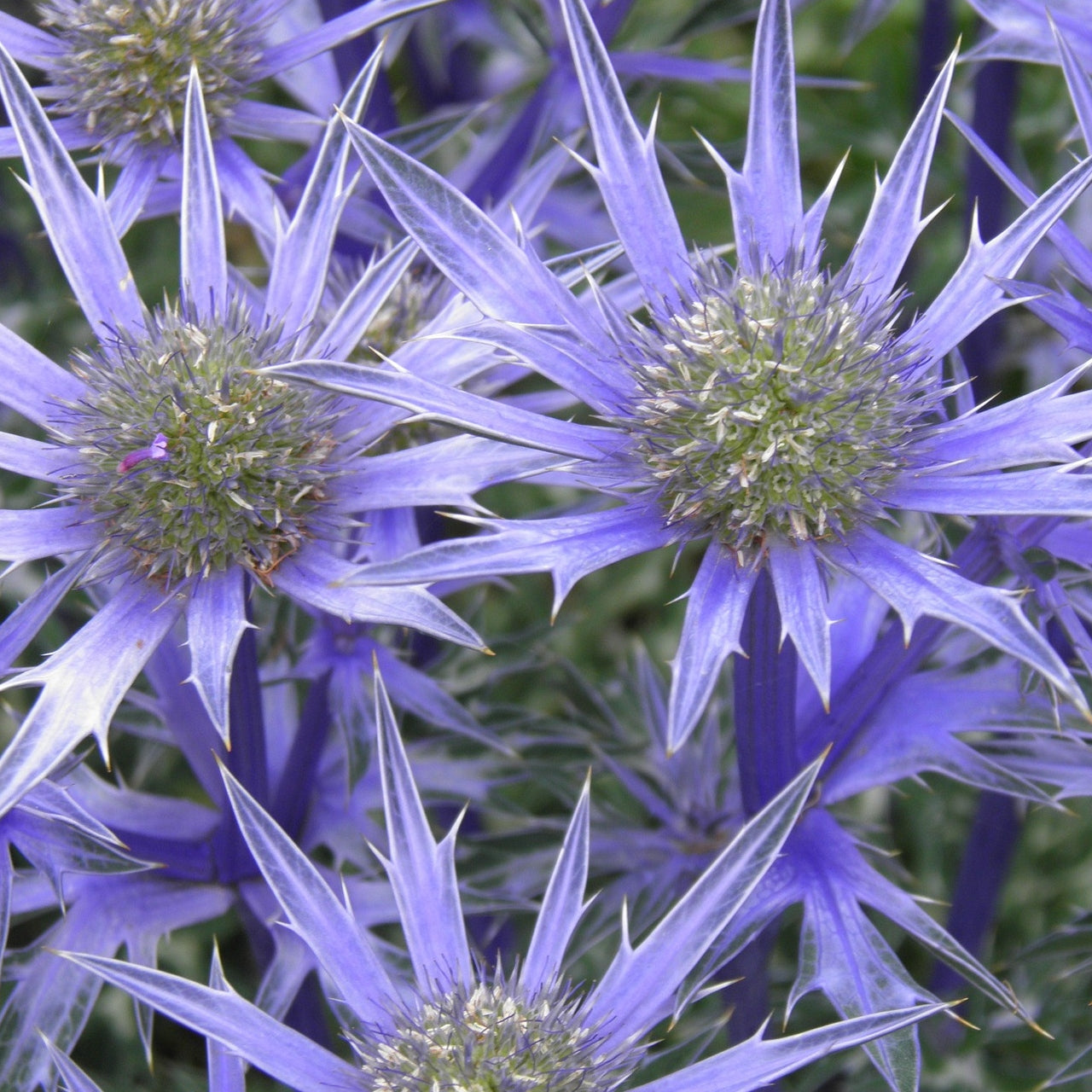 Purple Sea holly, Eryngium flowers