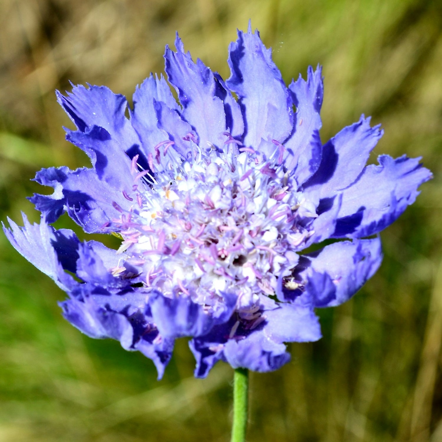 purple scabiosa