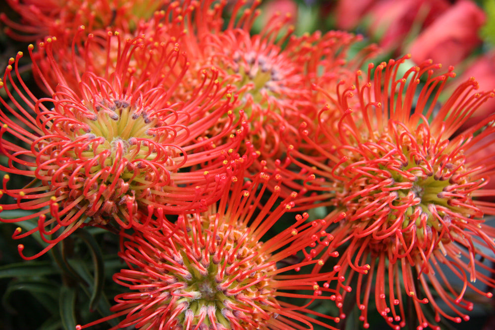 Protea