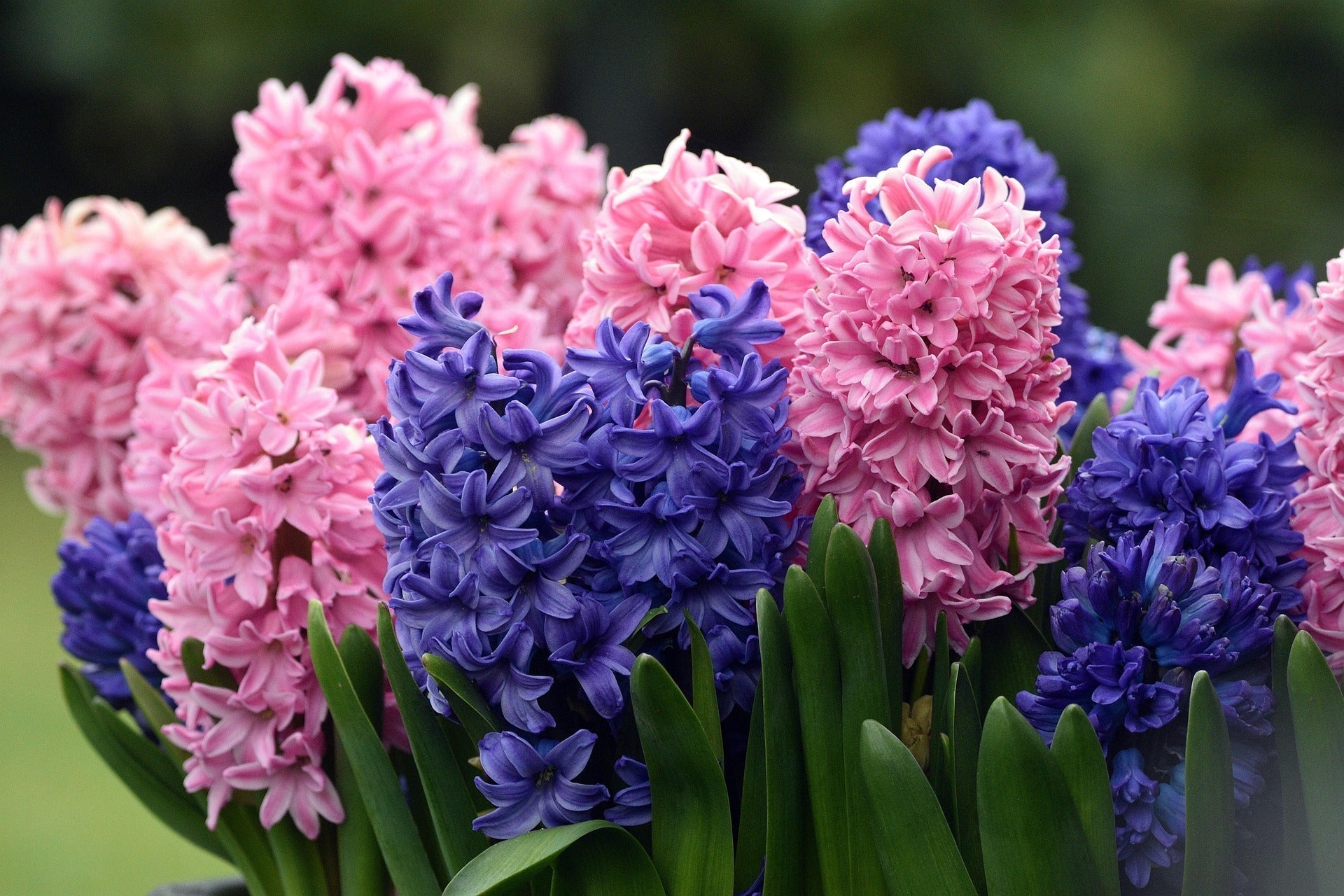 How to care for hyacinths for longer lasting-blooms