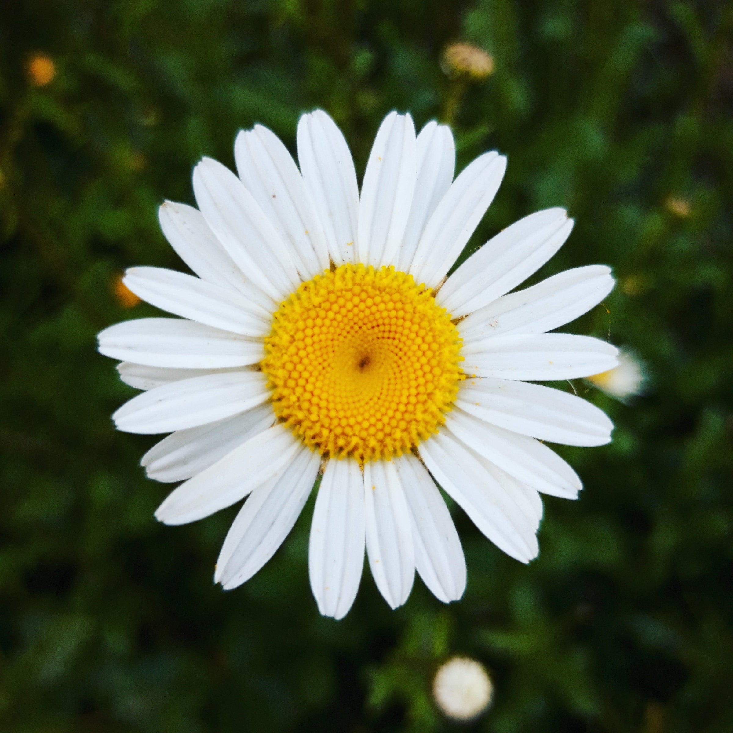 white Shasta daisy