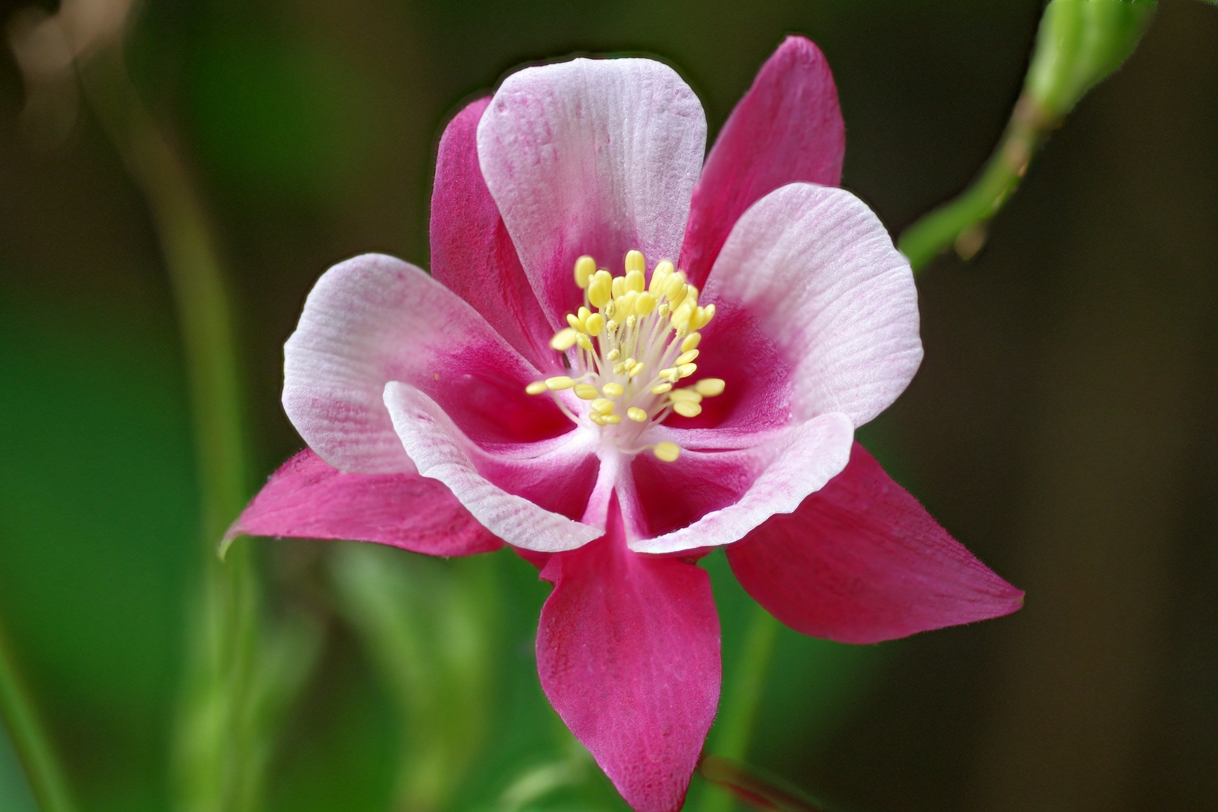 Columbine (Aquilegia)