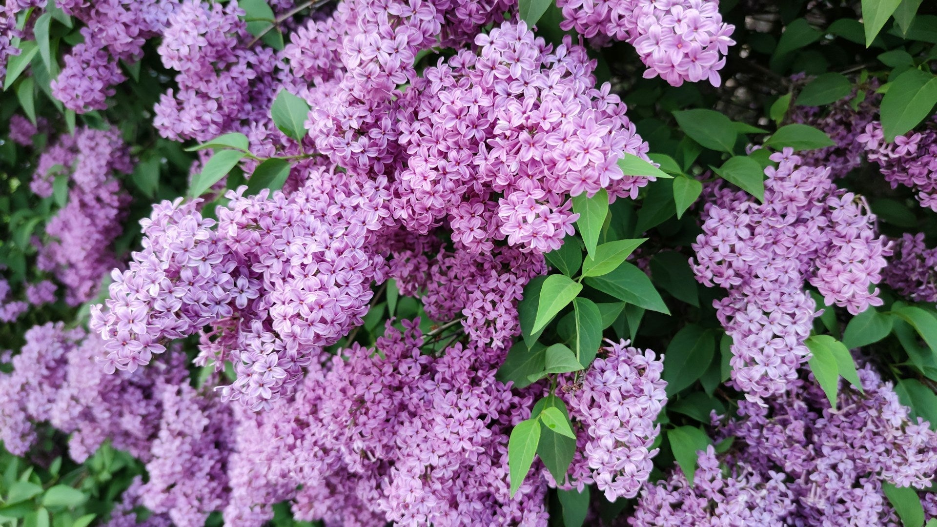 Lilacs (Syringa vulgaris)