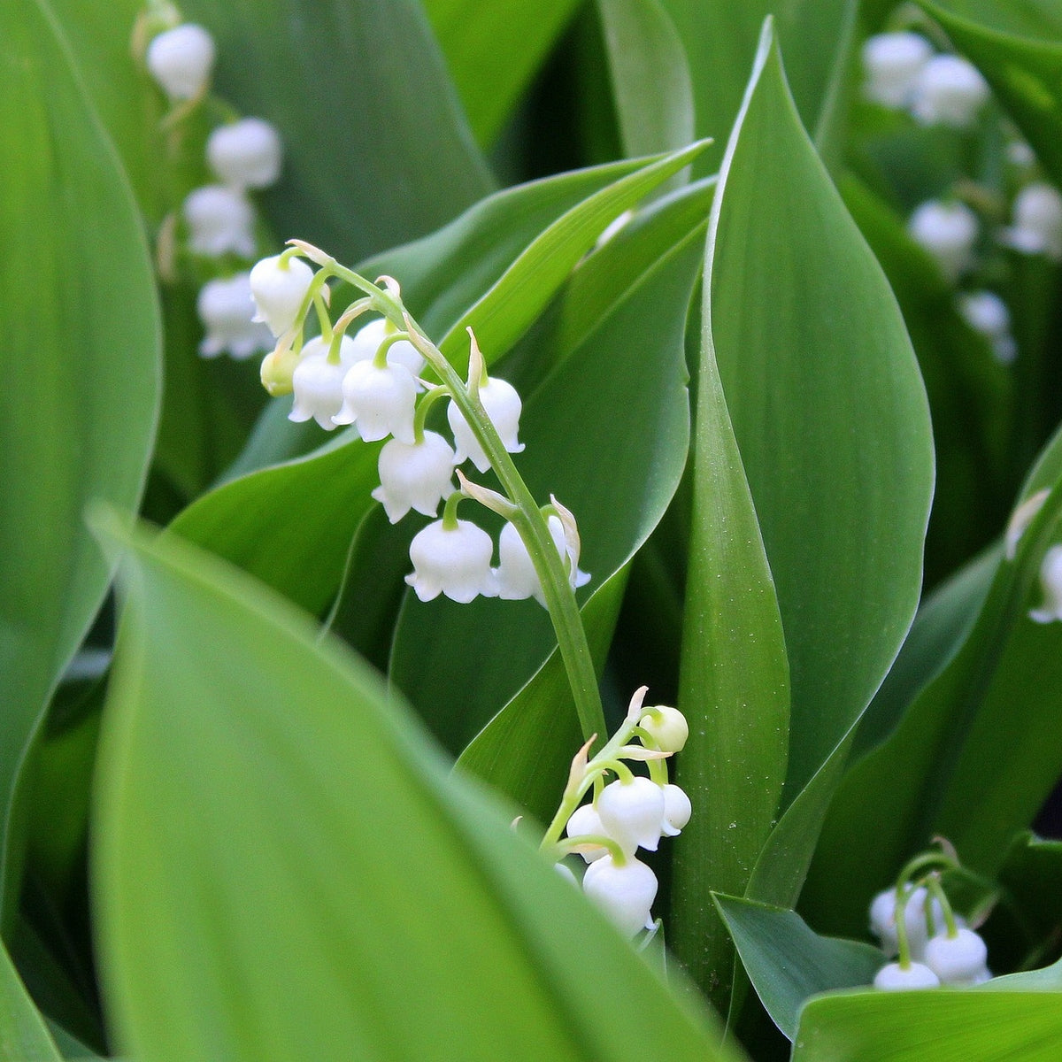 Lily Of The Valley