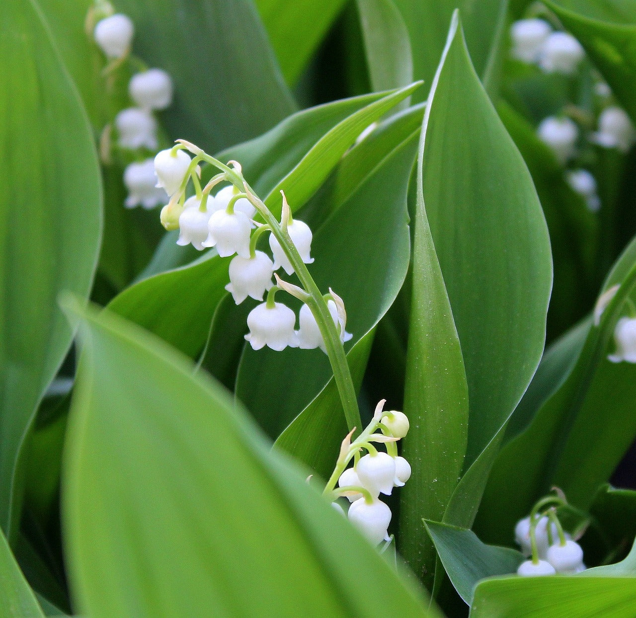 white Lilly of the valley flowers with its leaves