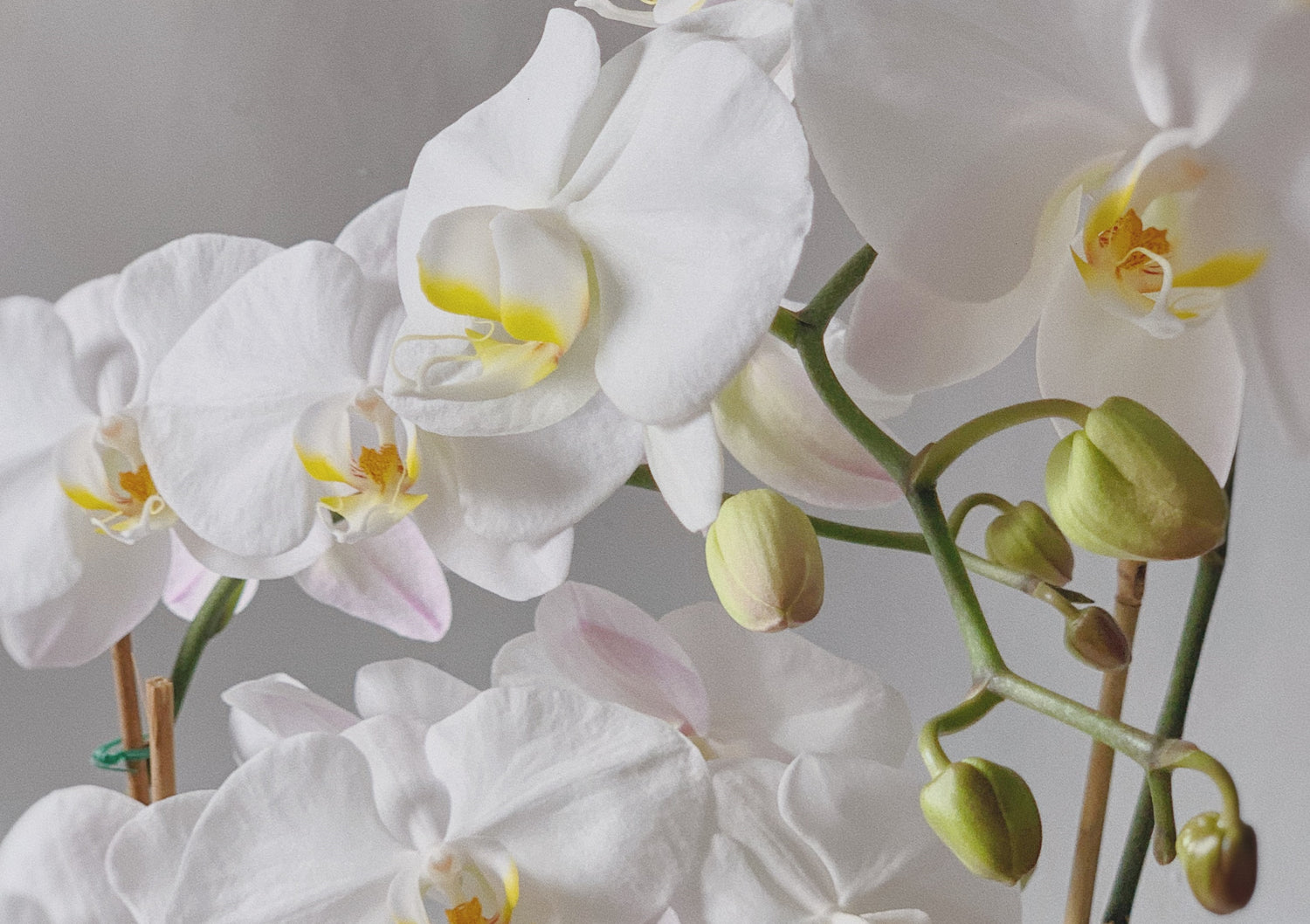 How to Care For Orchid Plants