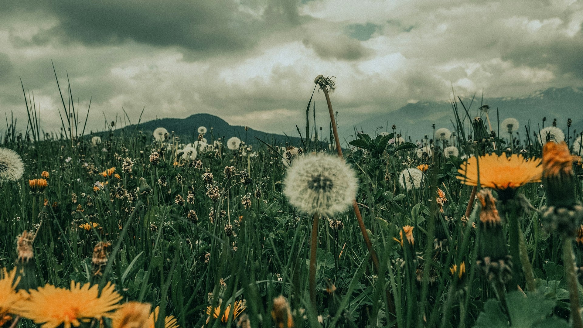field with flowers - dandelion seeds
