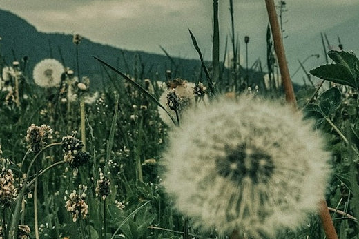 field dandelions flowers that have gone to seed