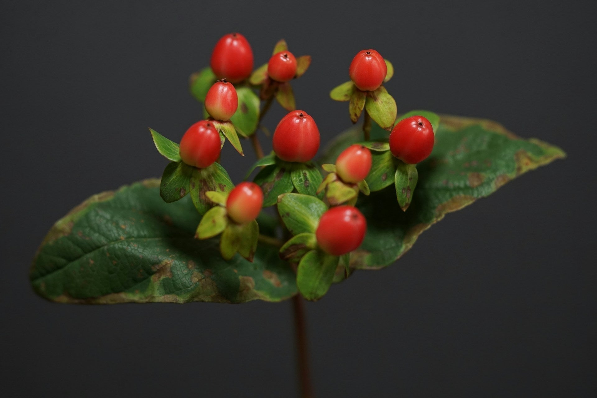 Hypericum - Millepertuis