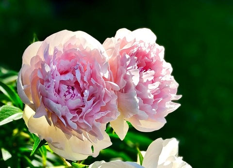 light pink cut Peonies in a tall Vase