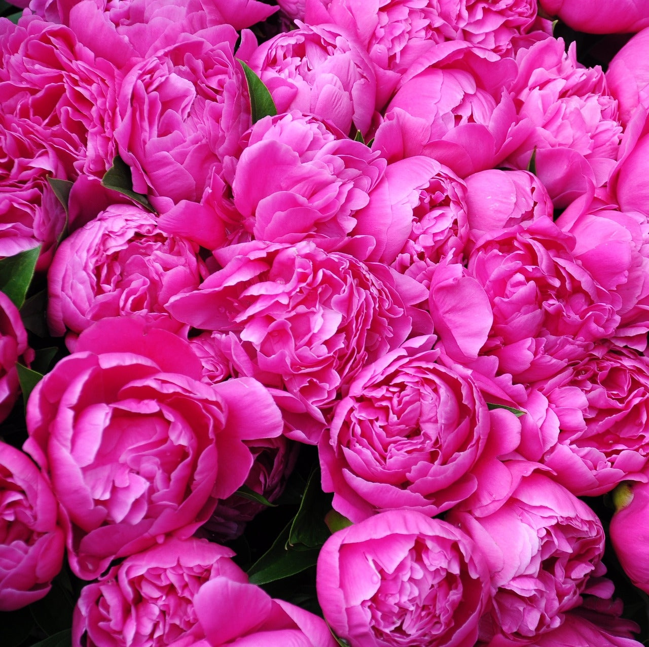 picture of hot pink peonies