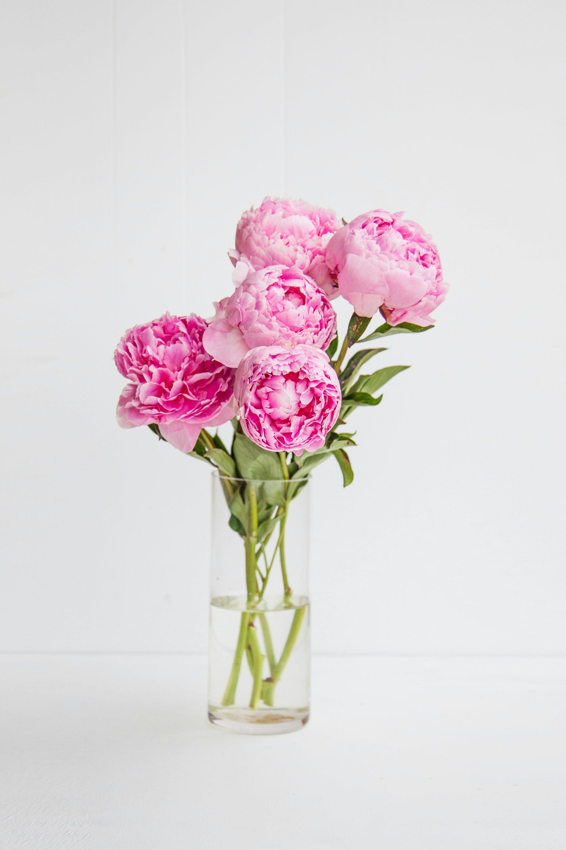 light pink cut Peonies in a tall Vase