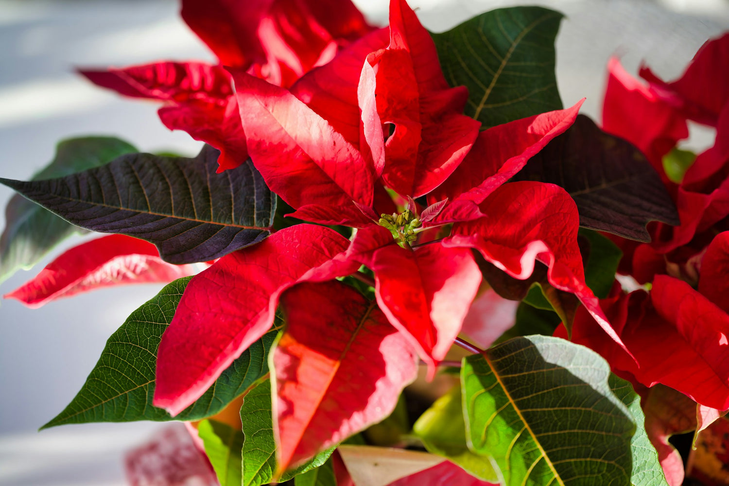 How to Care for Poinsettias Guide