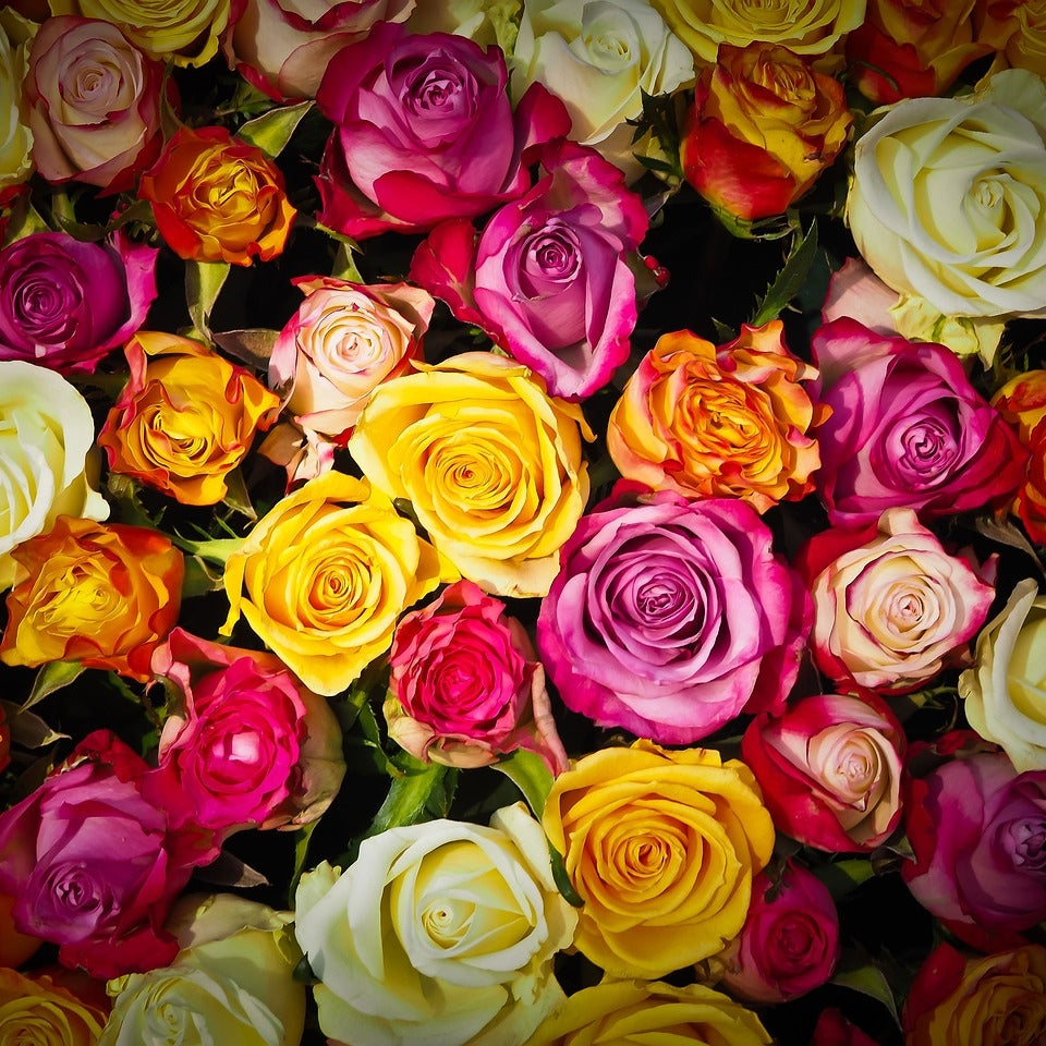 yellow, hot pink, white, orange, red roses