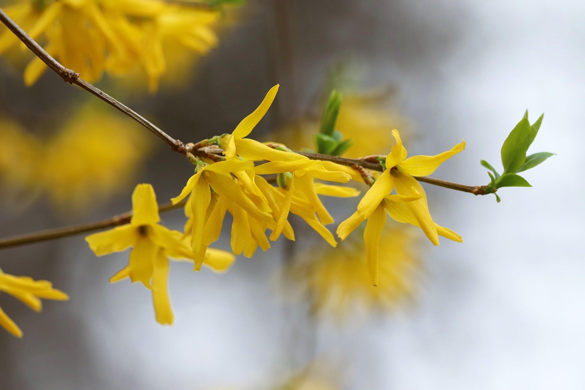 アイドル forsythiagoldenbells Forsythia, Golden Bells
