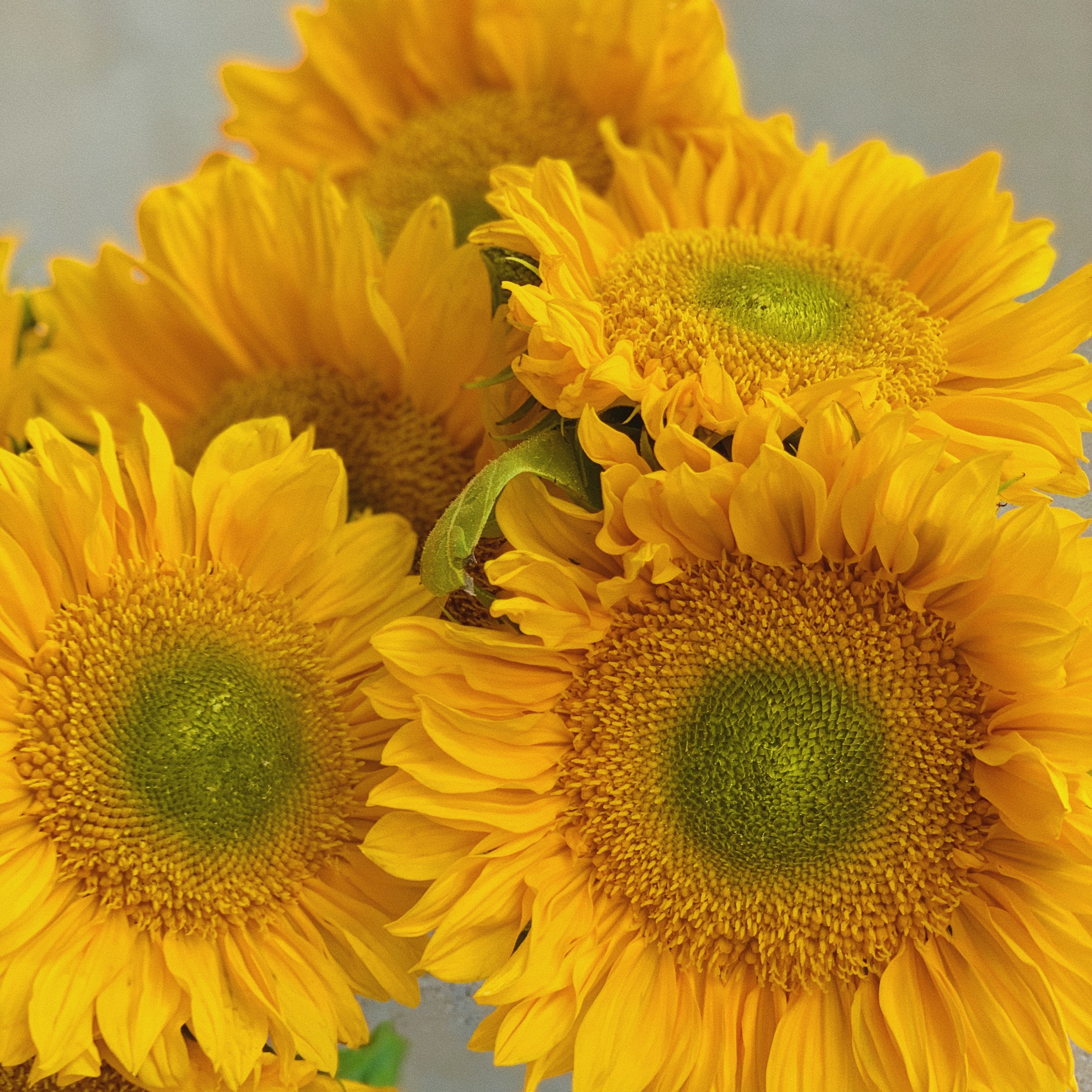 5 large sunflower heads with green centers