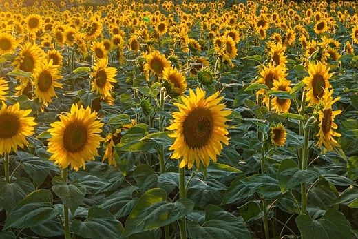 SUNFLOWERS IN A FIELD