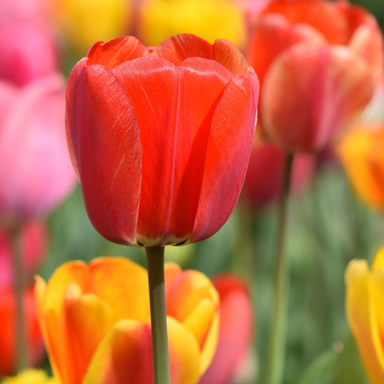 Orange, purple and yellow tulips