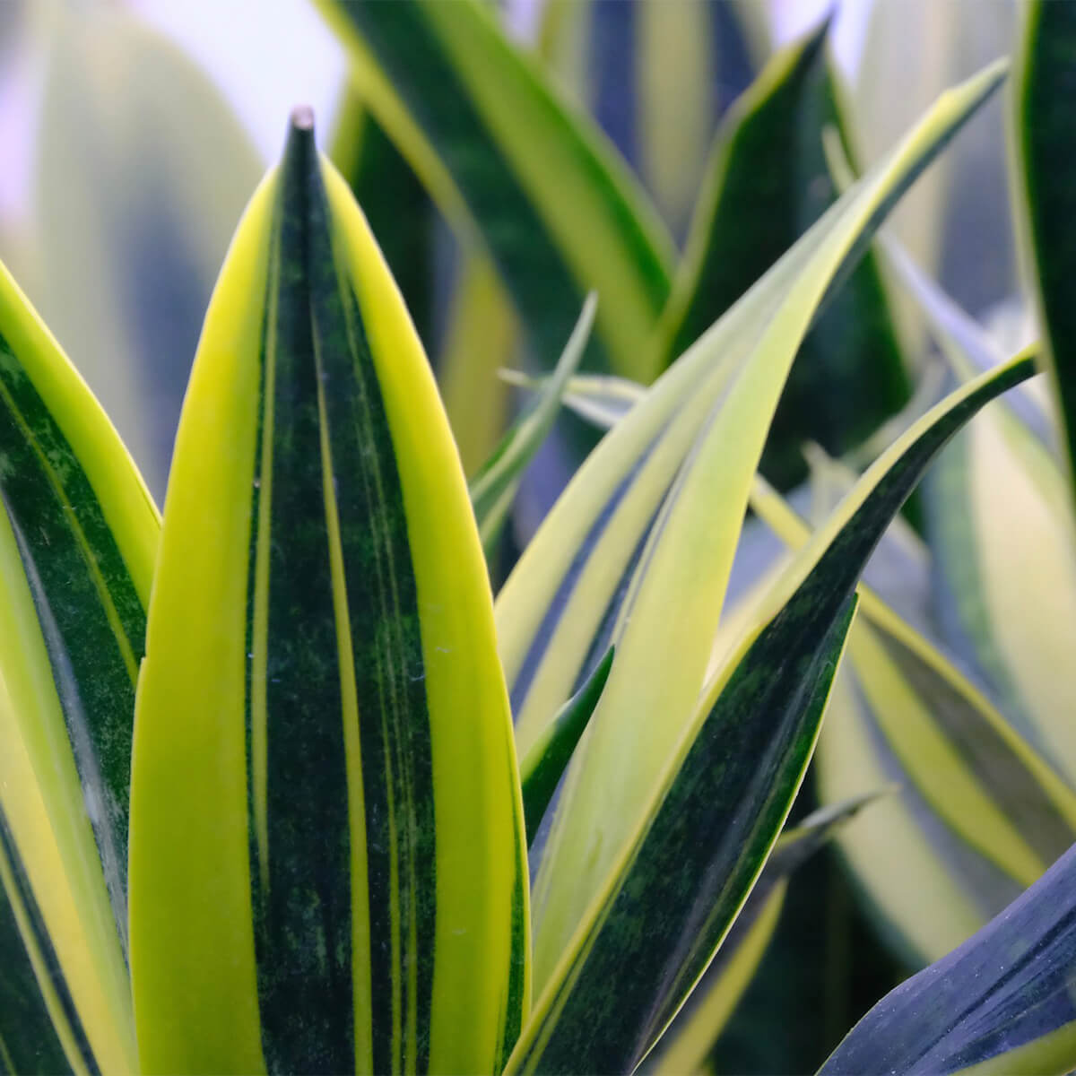 Sansevieria