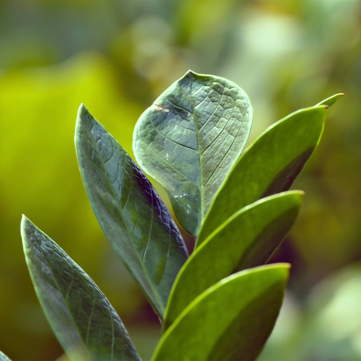 ZZ Plant