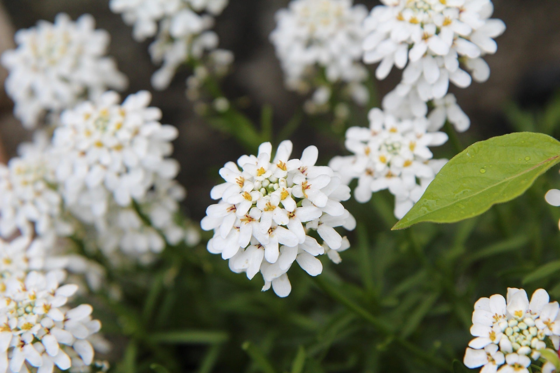 white thlapsi blooms 
