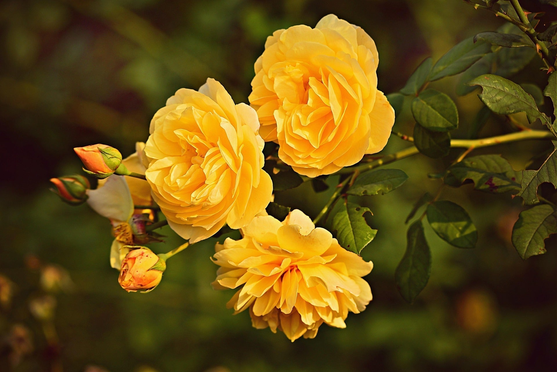 Spray Roses - Sweetheart Roses