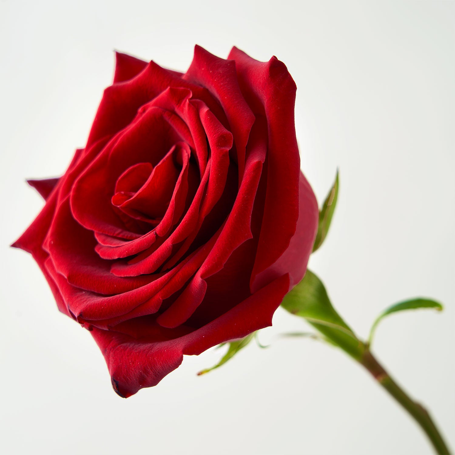 Roses Montreal - Rose Delivery | Westmount Florist