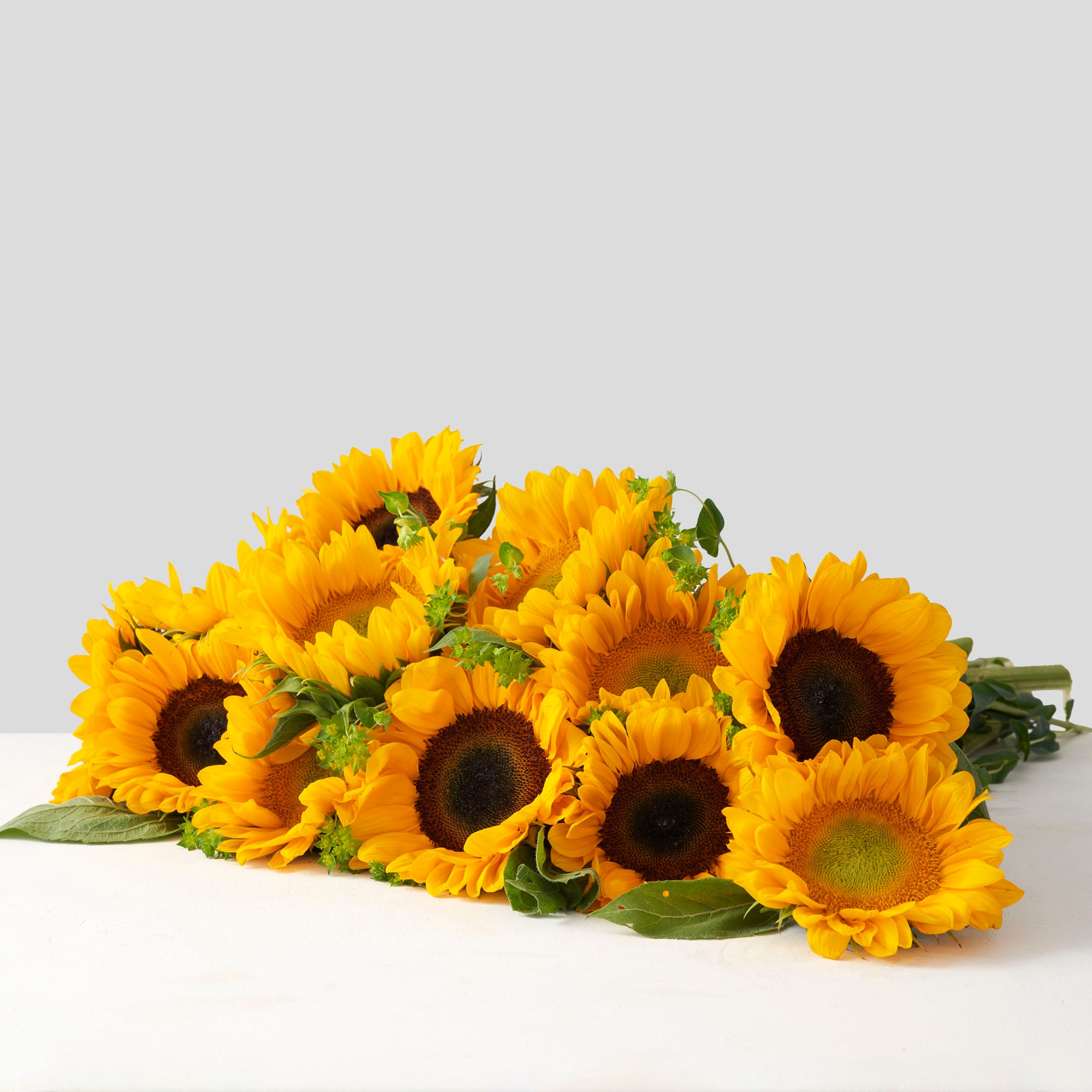 Large bouquet of sunflowers on white background.