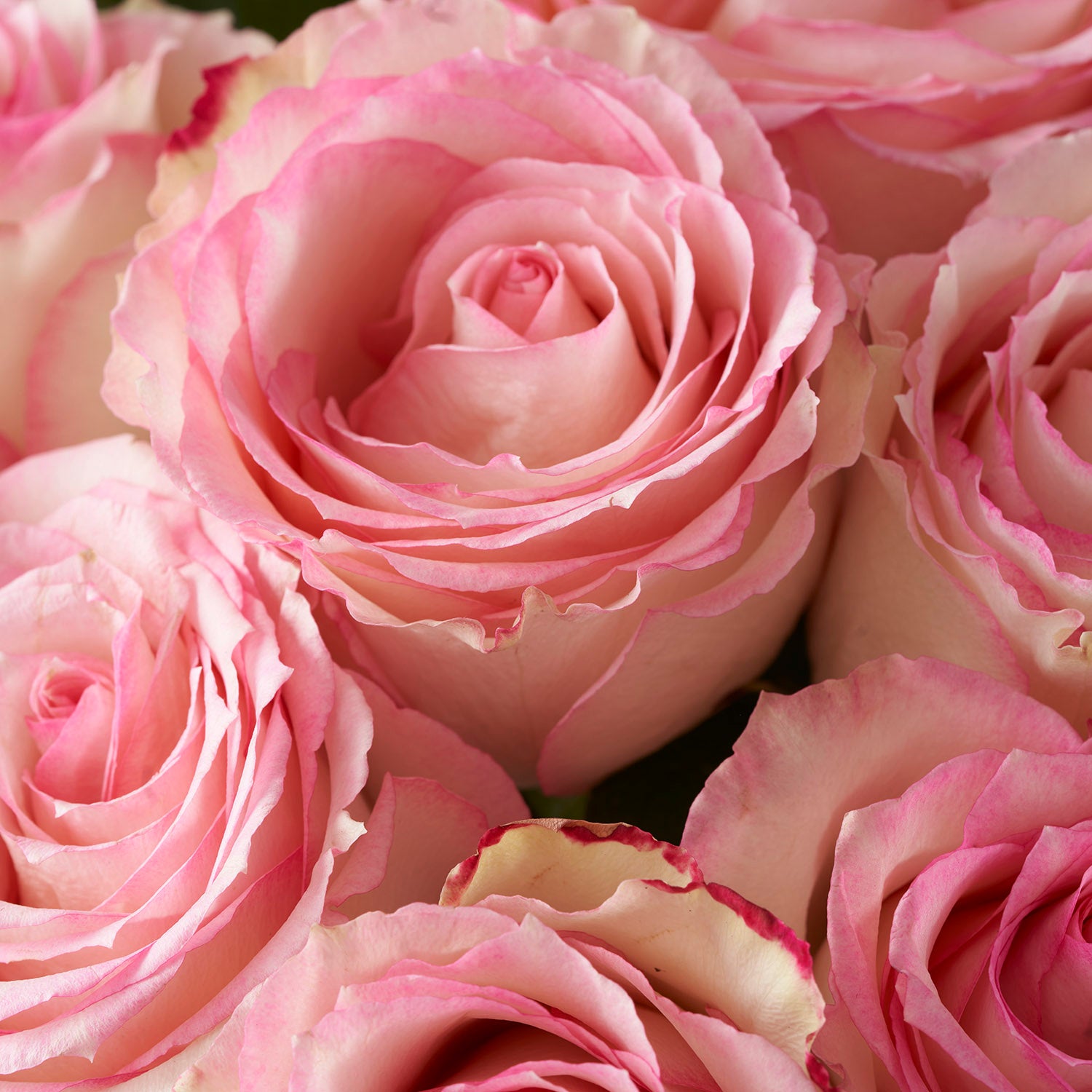 Closeup of open blush pink Esperance roses.