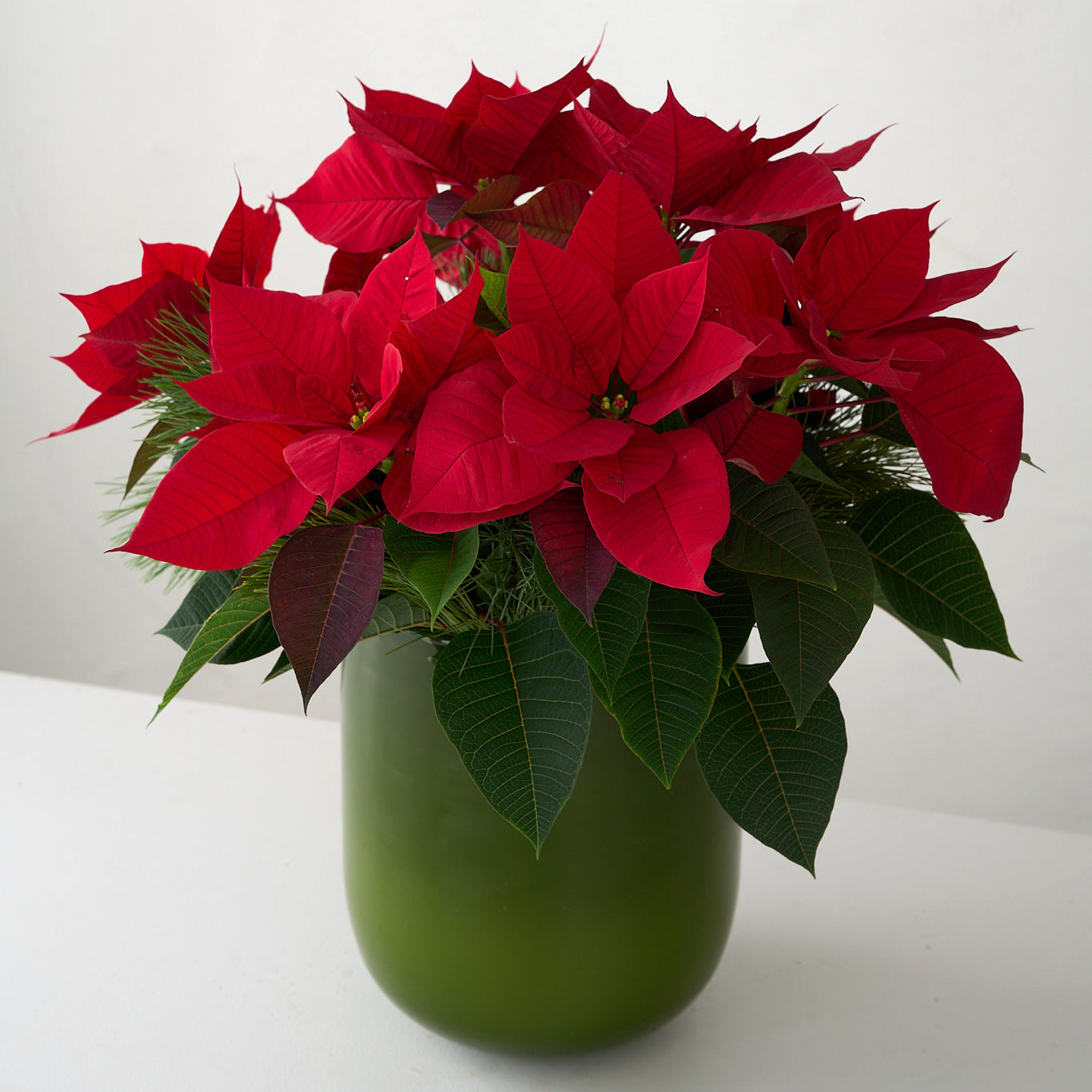Red Poinsettia in Green Glass