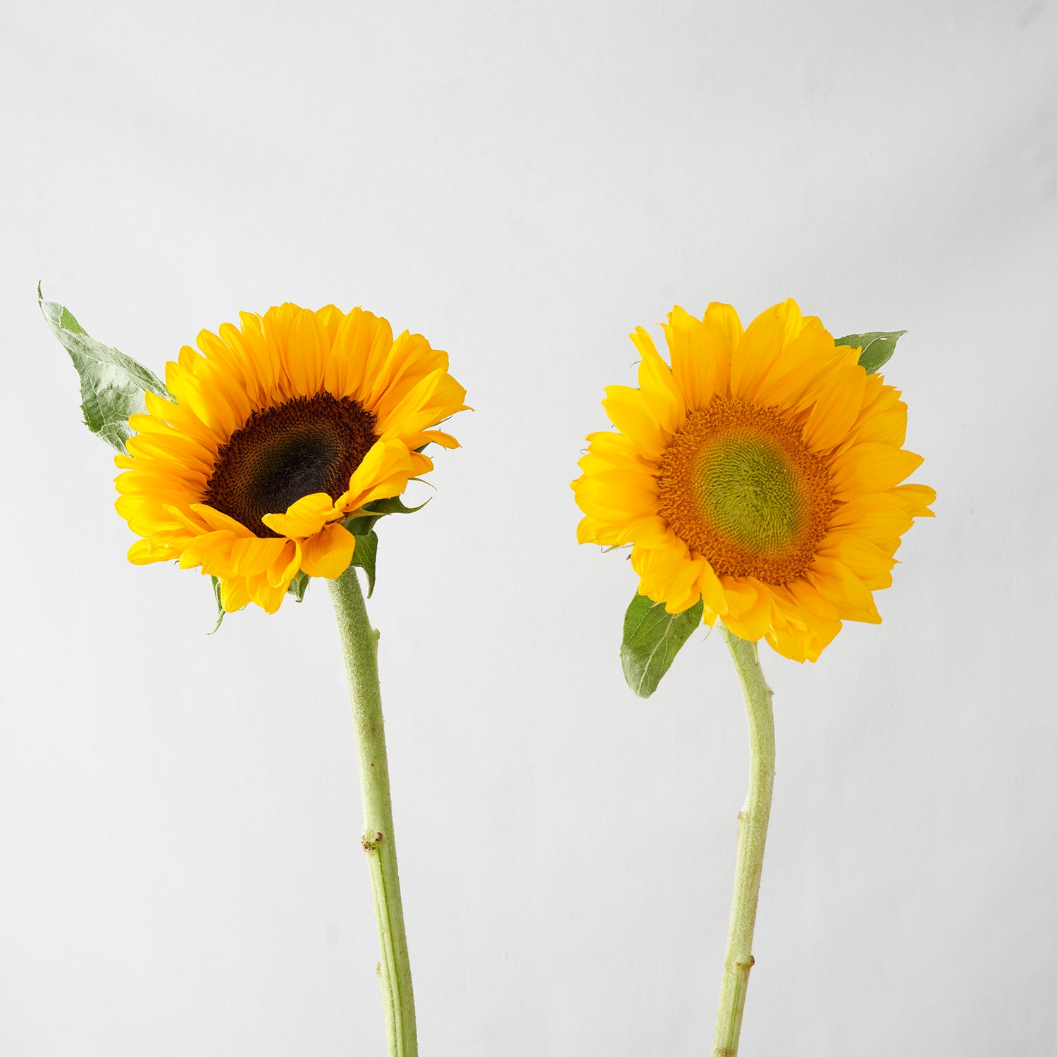 One sunflower with a brown center and one sunflower with a yellow center on white background.