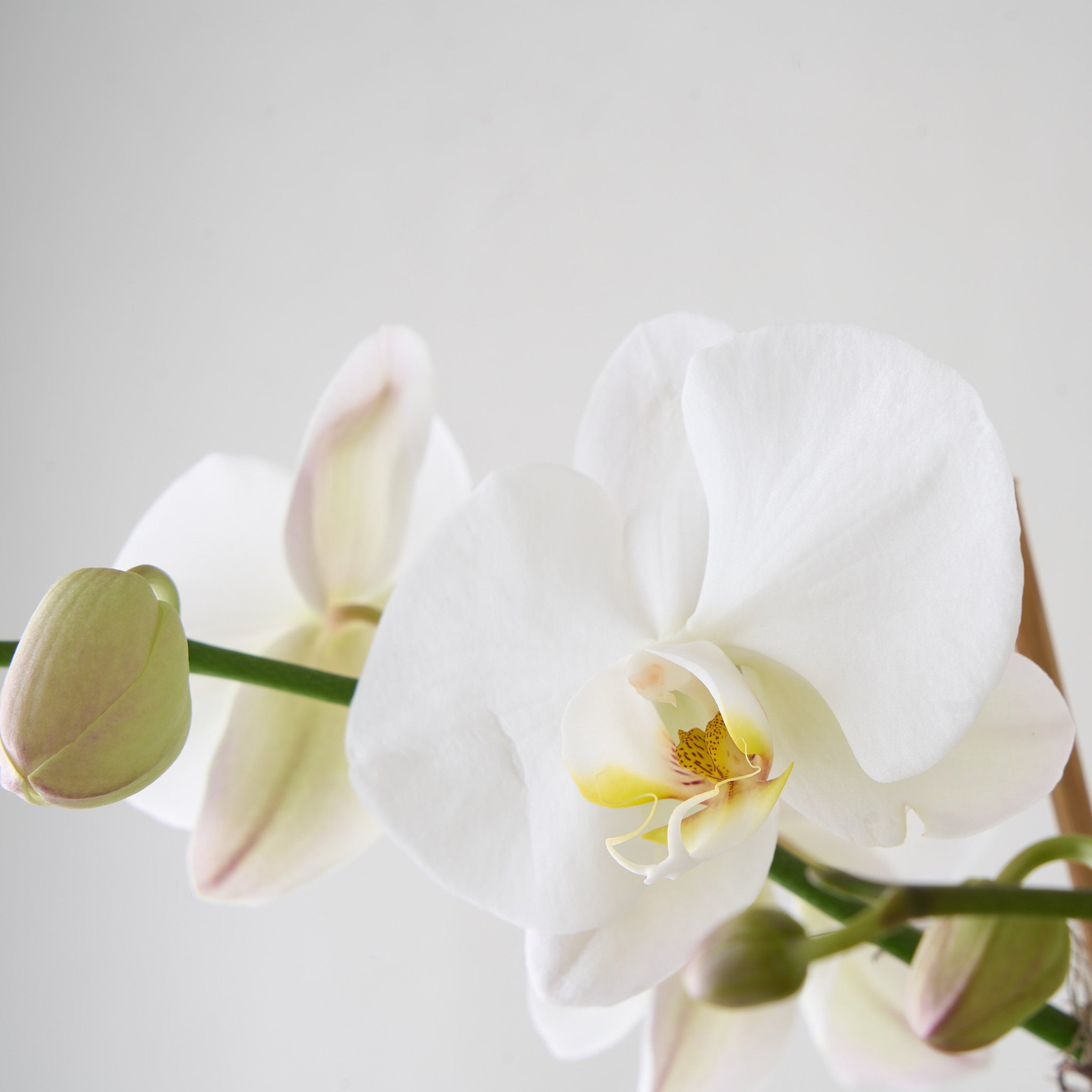 Bergs Orchid No.1