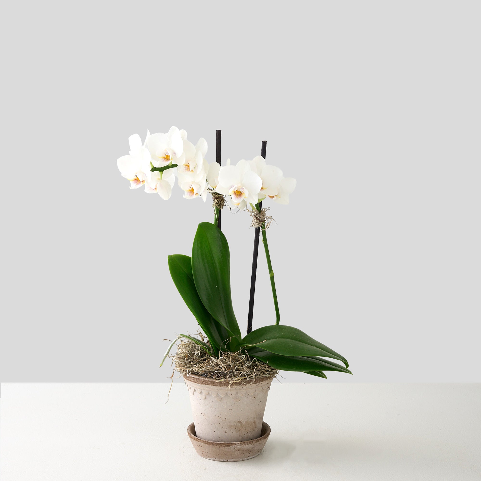 Orchidée Bergs No.1