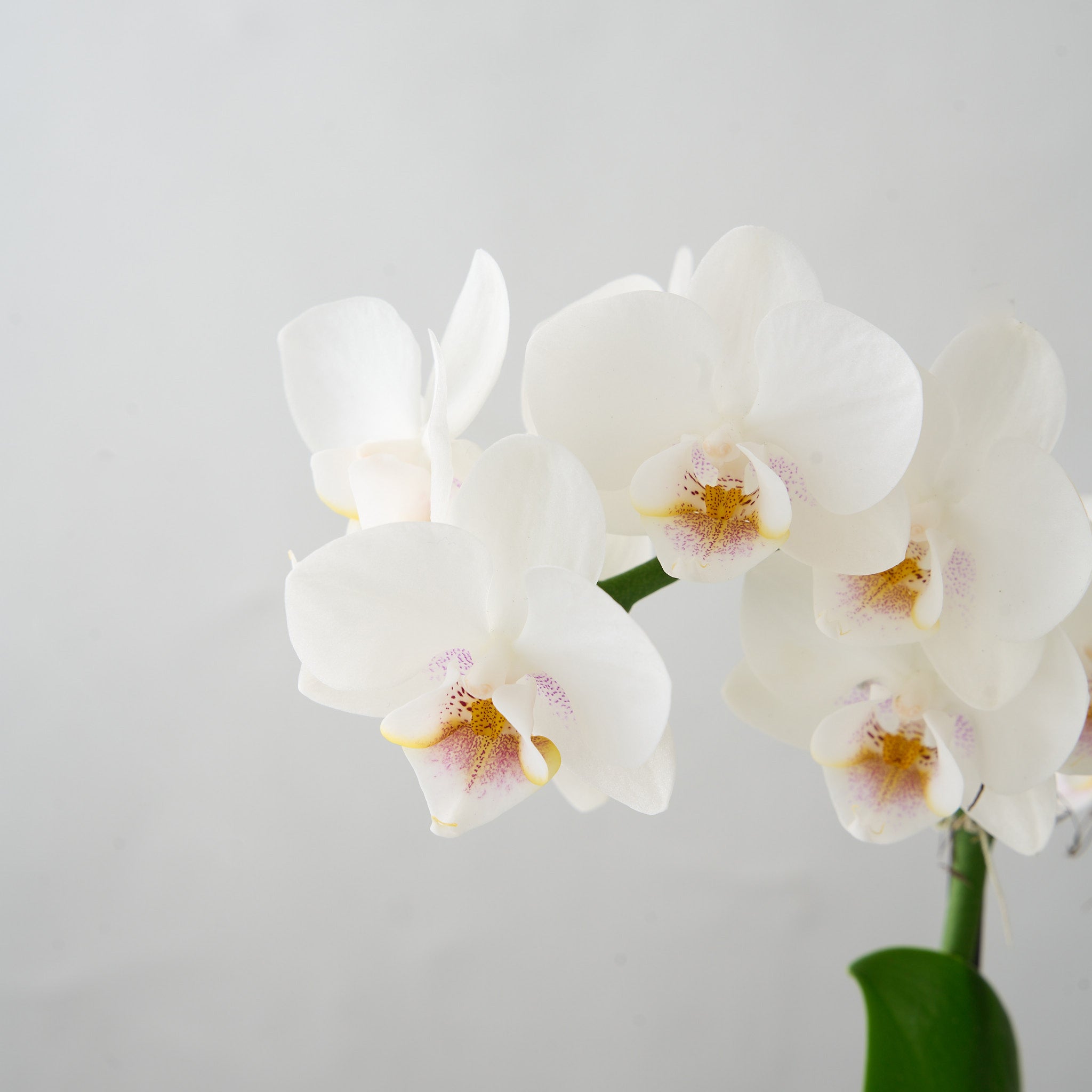 Orchidée Bergs No.1