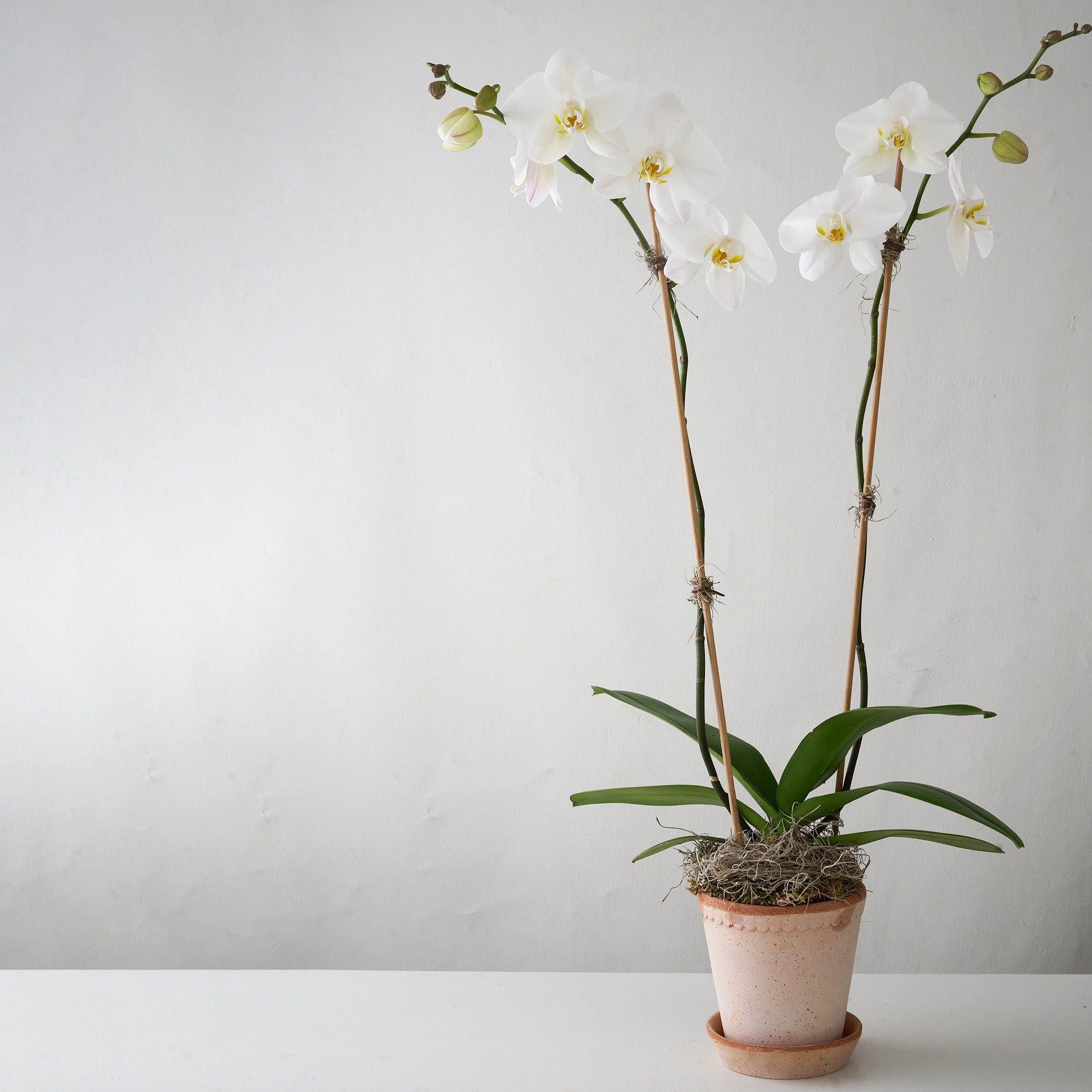 Bergs Orchid No.1