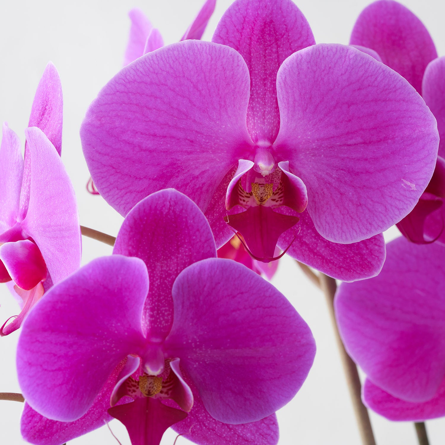 Closeup of fuchsia pink phalaenopsis orchid flowers on white background.