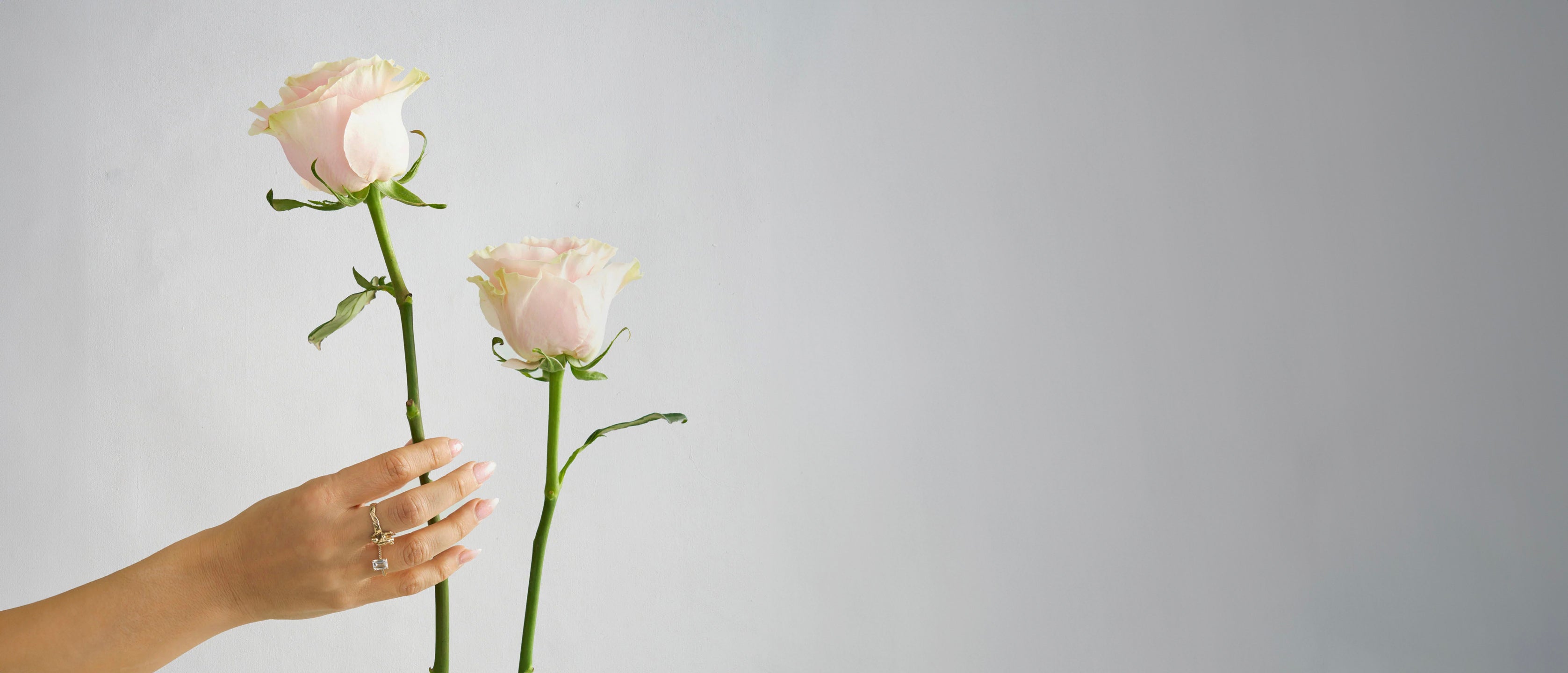 Hand holding two pink mondial roses against a gray background from Westmount Florsit 