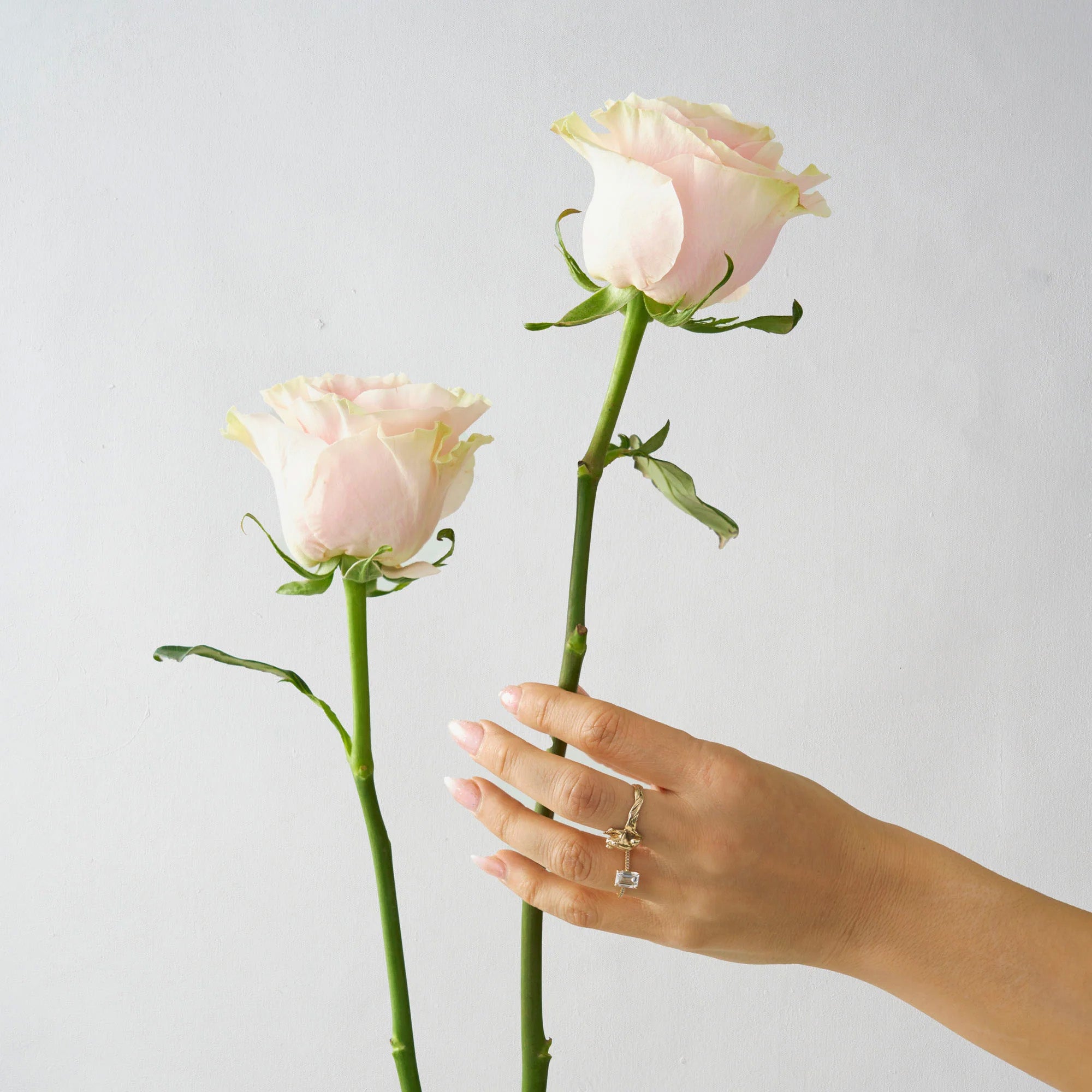Hand holding two pink roses against a light gray background 