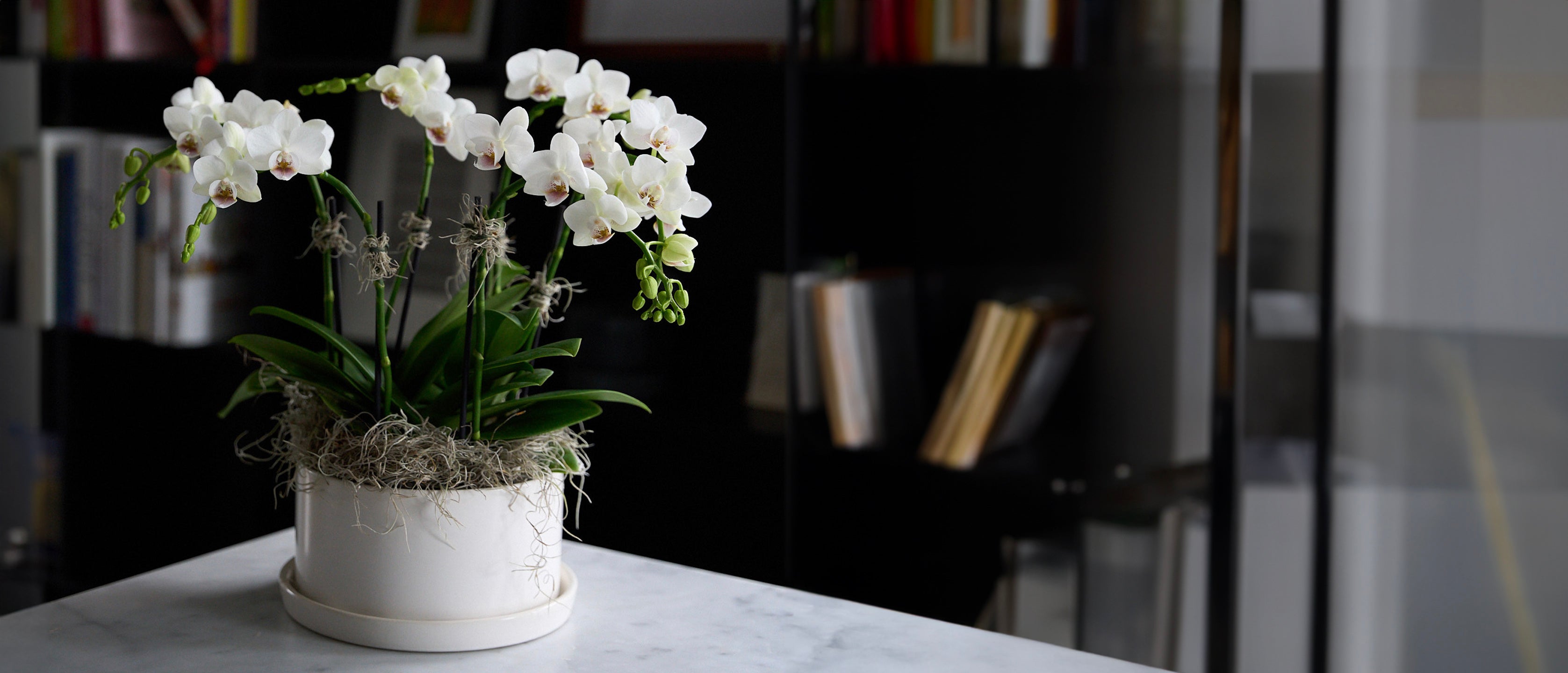 White orchid plant in ceramic pot on marble surface, luxury orchid arrangement from Westmount Florist for delivery in Senneville