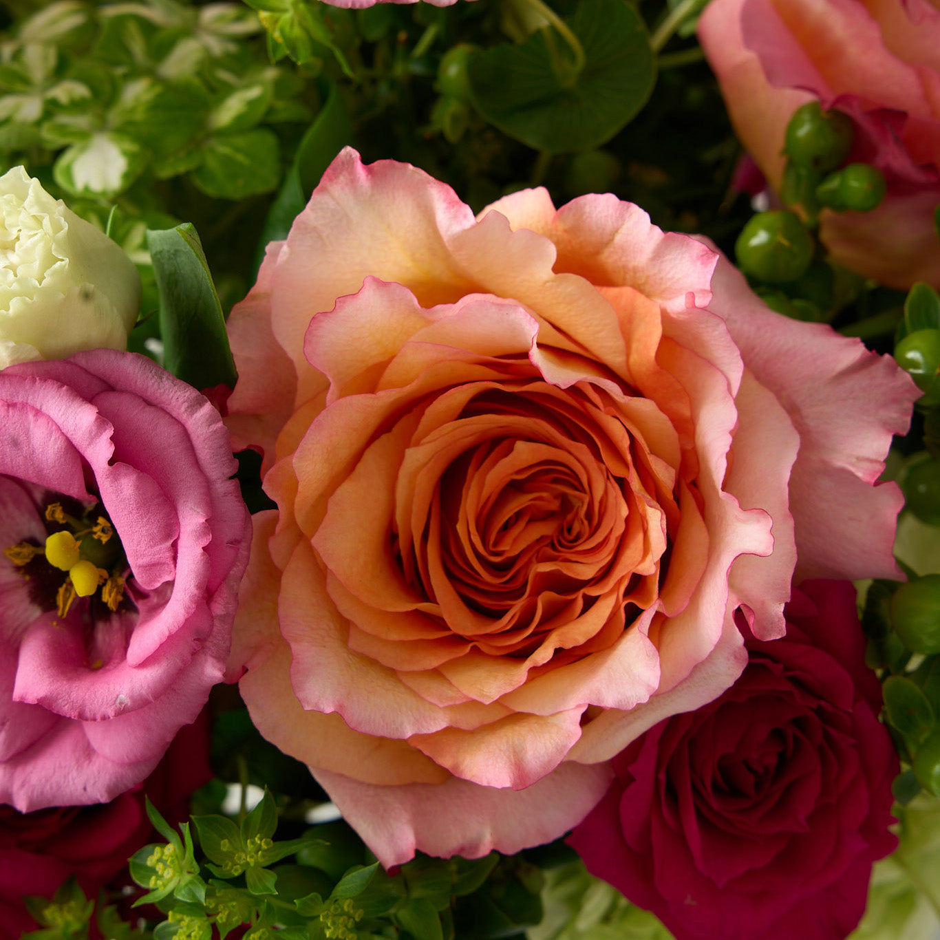 up close shot of an arrangement of a vibrant mix of Freespirit roses, fuchsia, pinks, and greens 