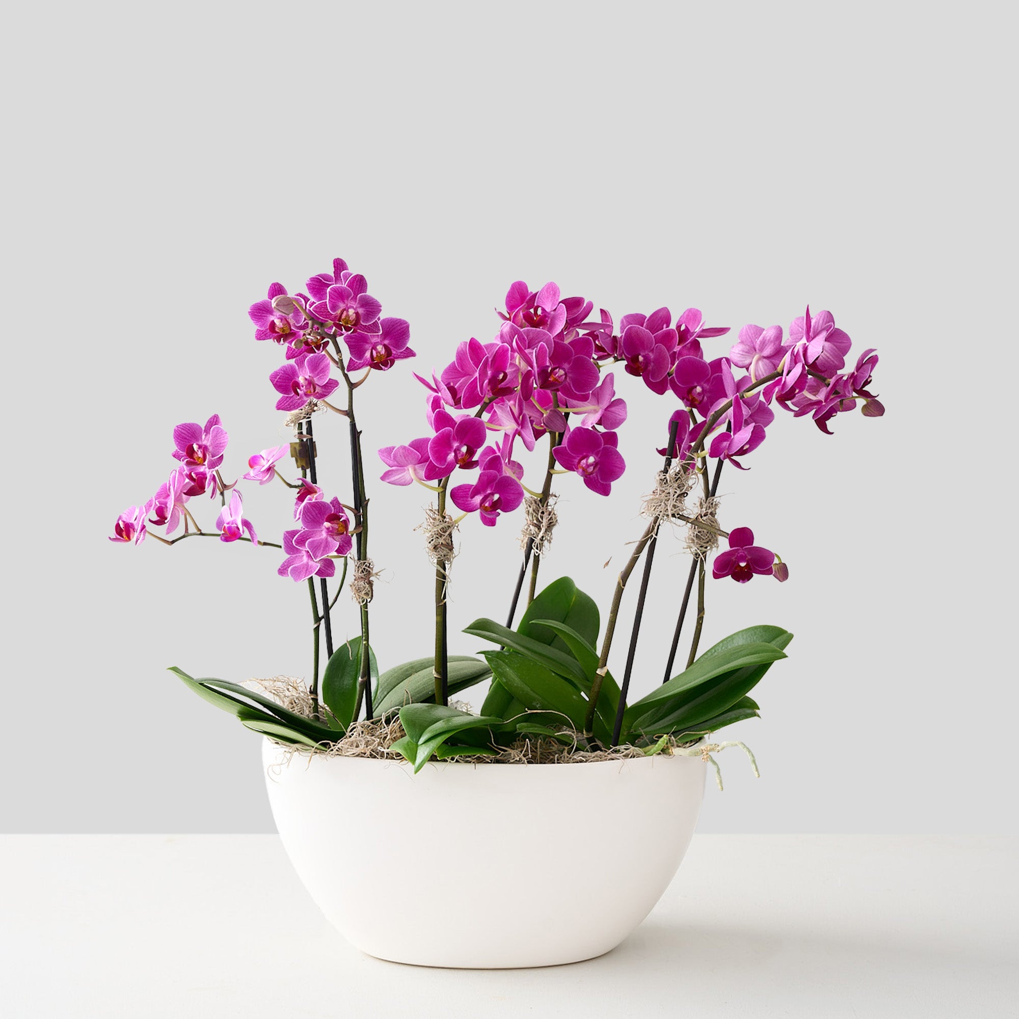 Full view of mini pink orchids in white ceramic