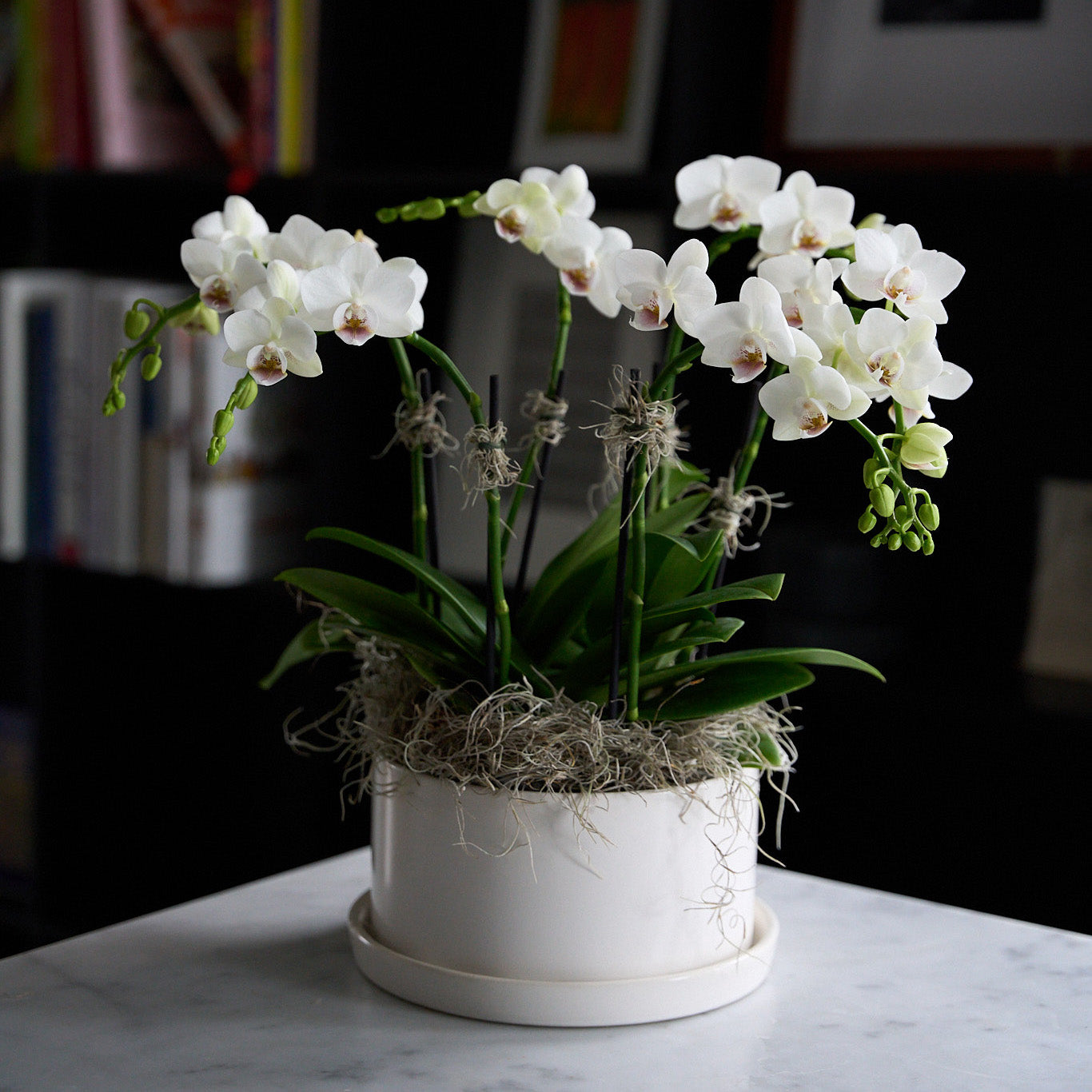 Mini Orchidées Blanches