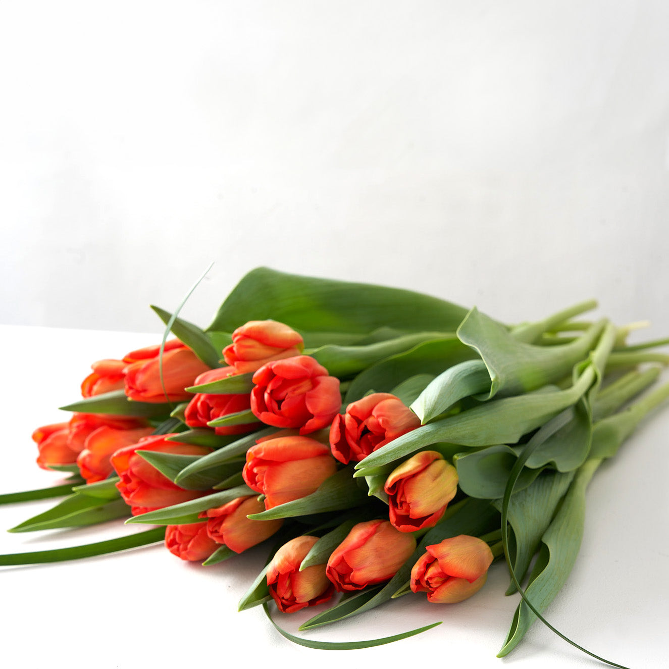 close up photo of orange tulips on a white table