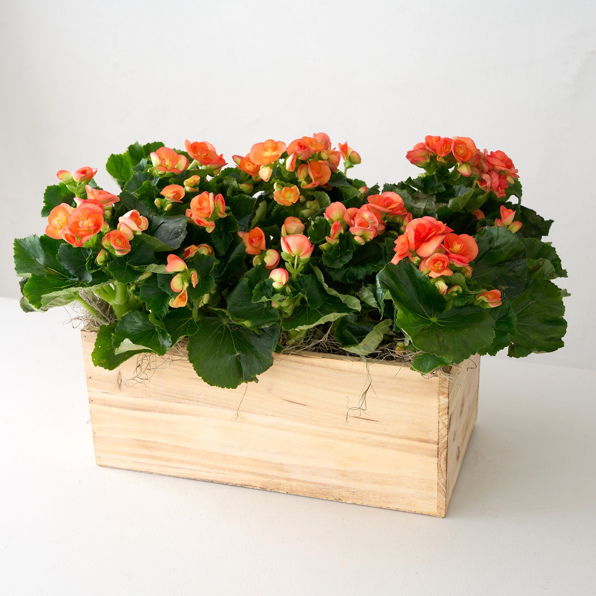 Orange Begonia in Wooden Box