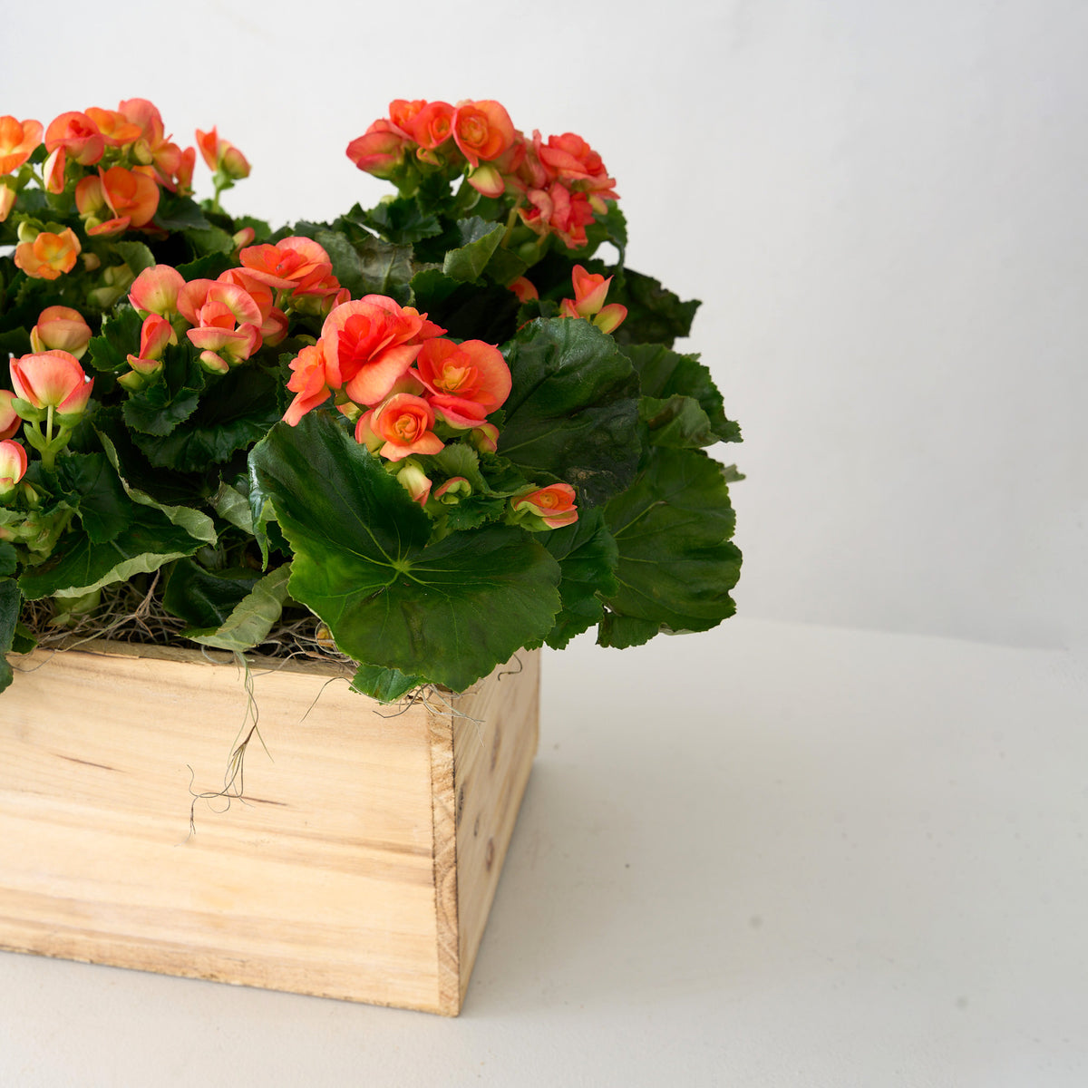 Orange Begonia in Wooden Box