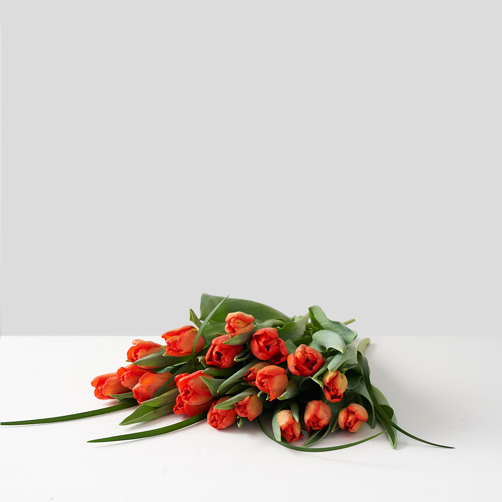 Collection of cut orange tulips laying on a white table